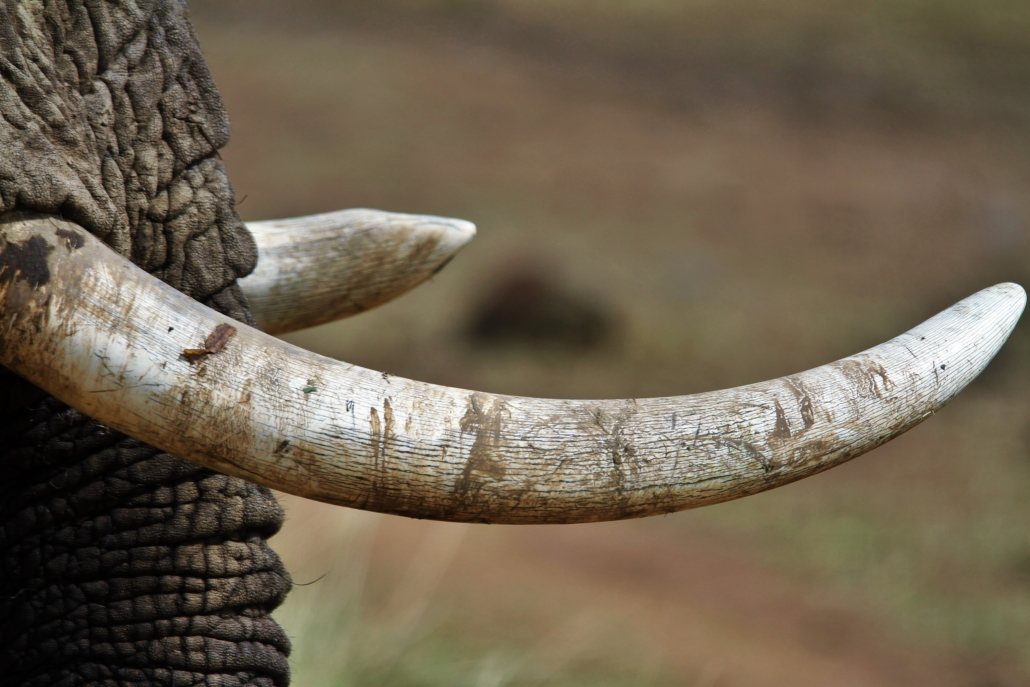 at overleve krybskytter får færre elefanter stødtænder - Seismo